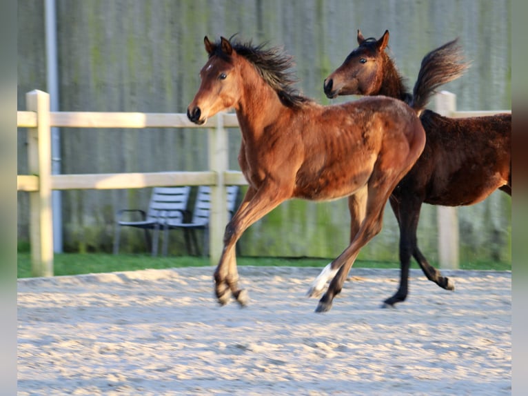 Pur-sang arabe Étalon 1 Année 155 cm Bai in Wangerland Hohenkirchen