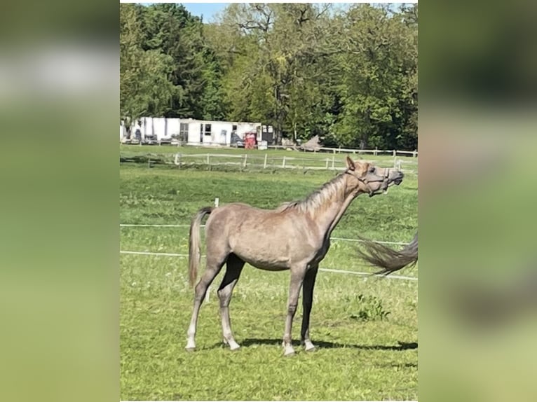 Pur-sang arabe Étalon 1 Année 155 cm Gris (bai-dun) in Großefehn Ostgroßefehn