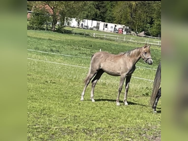 Pur-sang arabe Étalon 1 Année 155 cm Gris (bai-dun) in Großefehn Ostgroßefehn