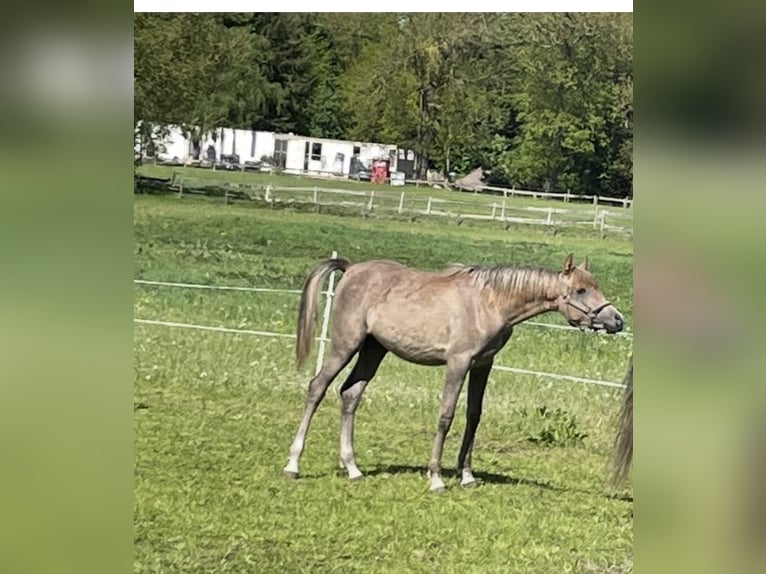 Pur-sang arabe Étalon 1 Année 155 cm Gris (bai-dun) in Großefehn Ostgroßefehn