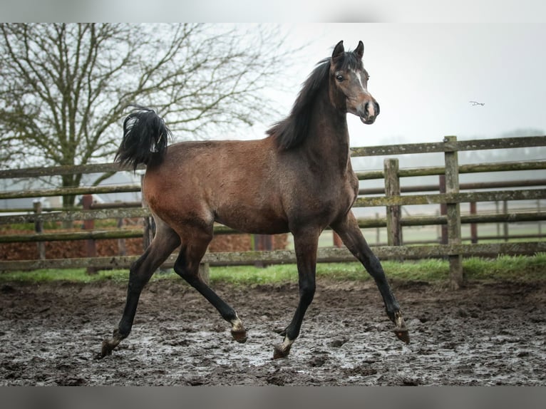 Pur-sang arabe Étalon 1 Année 155 cm Gris in Heusden