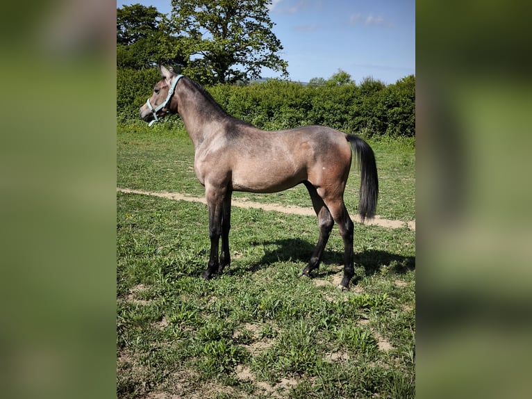 Pur-sang arabe Étalon 1 Année 155 cm Gris in Čazma