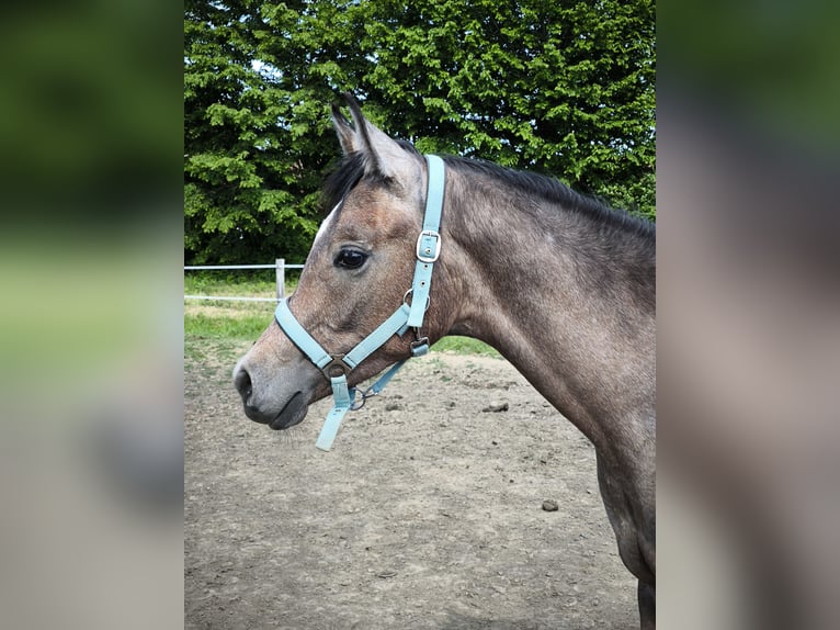 Pur-sang arabe Étalon 1 Année 155 cm Gris in Čazma