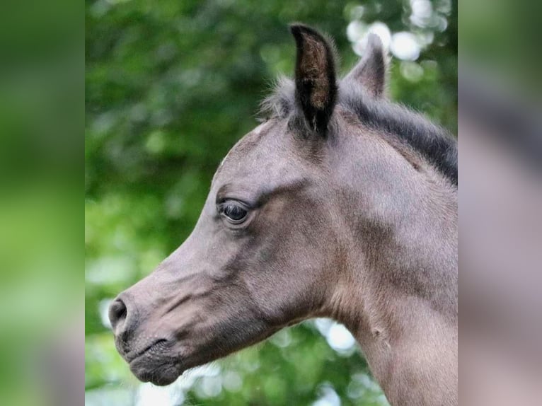 Pur-sang arabe Étalon 1 Année 155 cm Noir in Rattenkirchen