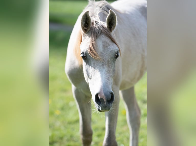 Pur-sang arabe Étalon 1 Année 156 cm Gris in Gemünden (Felda)