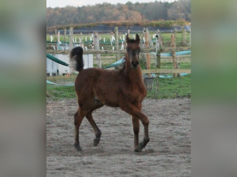 Pur-sang arabe Étalon 1 Année 157 cm Bai in Julianadorp