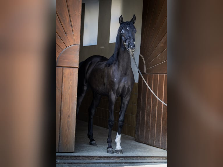 Pur-sang arabe Étalon 1 Année 158 cm Noir in St. Valentin