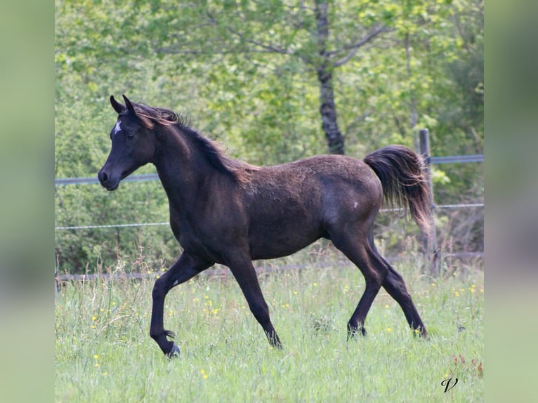 Pur-sang arabe Étalon 1 Année 158 cm Noir in Périgueux