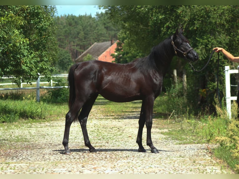 Pur-sang arabe Étalon 1 Année 158 cm Noir in Santok