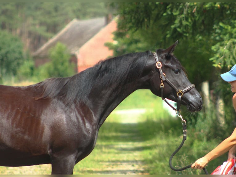 Pur-sang arabe Étalon 1 Année 158 cm Noir in Santok