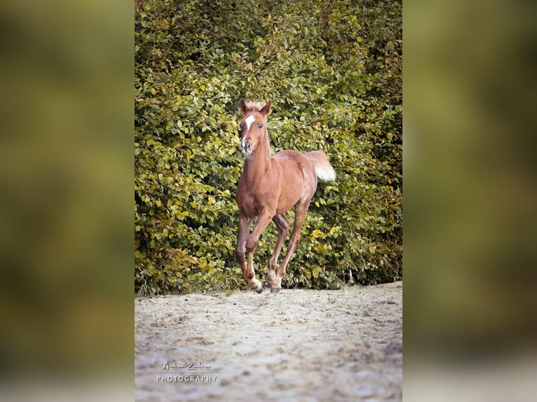 Pur-sang arabe Étalon 1 Année Alezan brûlé in Scheeßel