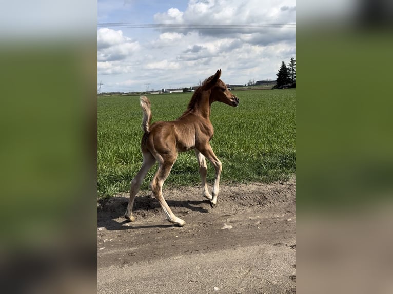 Pur-sang arabe Étalon 1 Année Alezan in Poznań