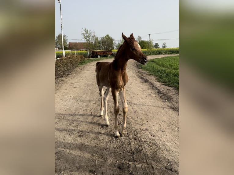 Pur-sang arabe Étalon 1 Année Alezan in Poznań