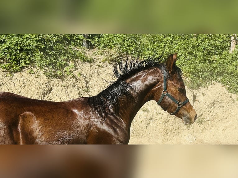 Pur-sang arabe Étalon 1 Année Bai cerise in Fosdinovo