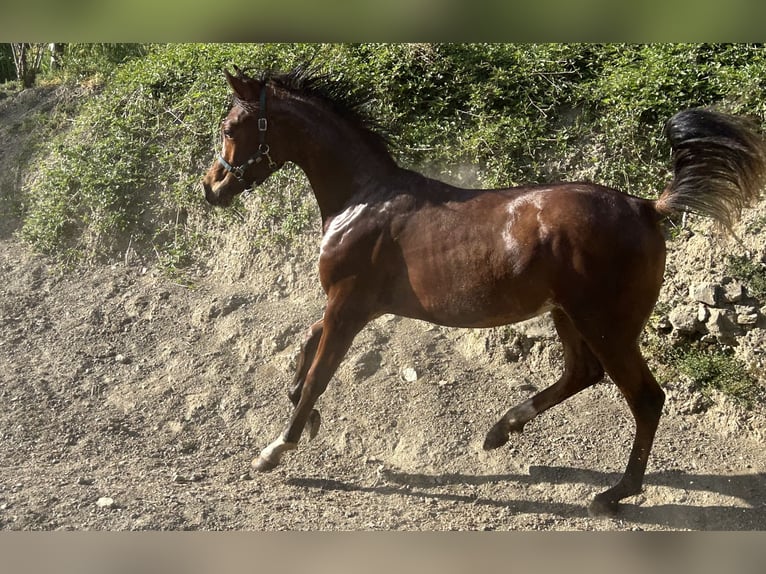 Pur-sang arabe Étalon 1 Année Bai cerise in Fosdinovo