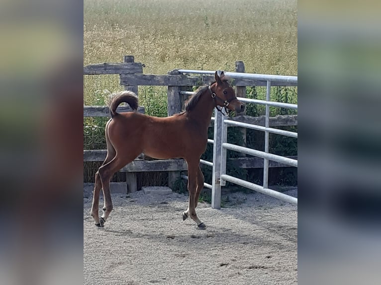 Pur-sang arabe Étalon 1 Année Bai in Nellingen