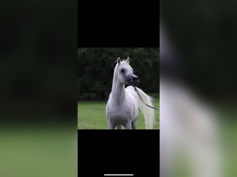 Pur-sang arabe Étalon 1 Année Gris in Chodová Planá