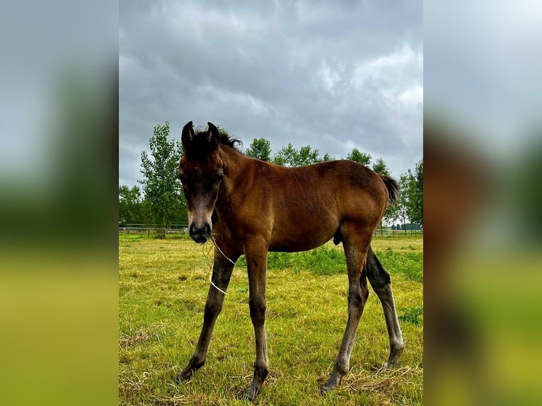 Pur-sang arabe Étalon 1 Année Gris noir in Veurne