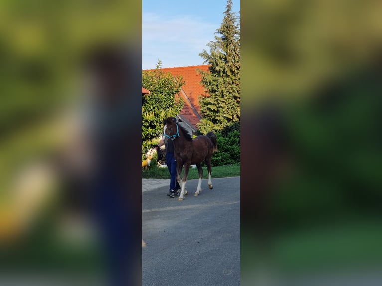 Pur-sang arabe Étalon 1 Année Gris noir in Ptuj