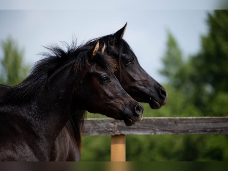 Pur-sang arabe Étalon 1 Année Noir in Nov&#xE9; Zamky