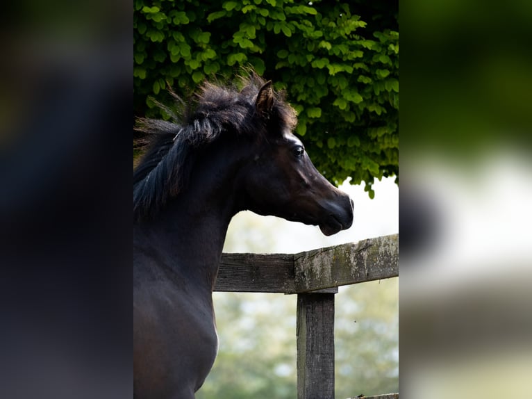 Pur-sang arabe Étalon 1 Année Noir in Nov&#xE9; Zamky