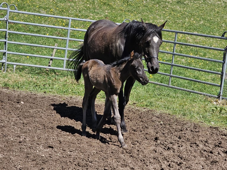 Pur-sang arabe Étalon 1 Année Noir in Todtnau