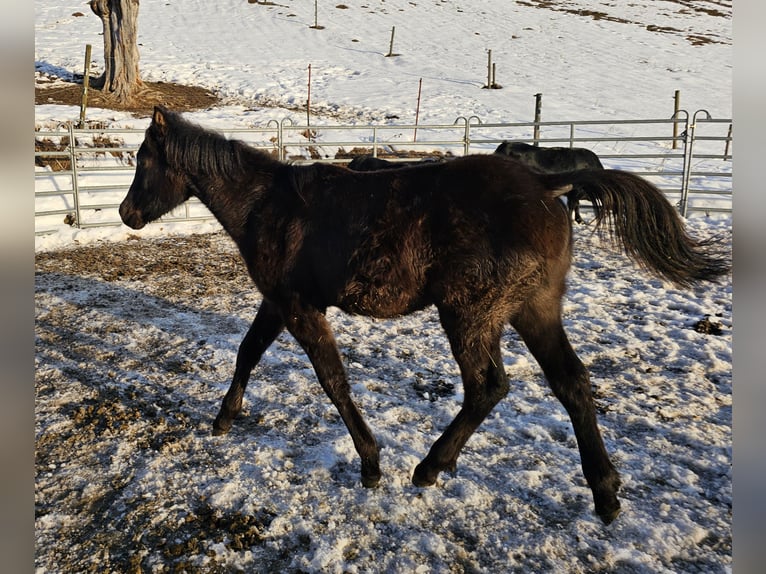 Pur-sang arabe Étalon 1 Année Noir in Todtnau