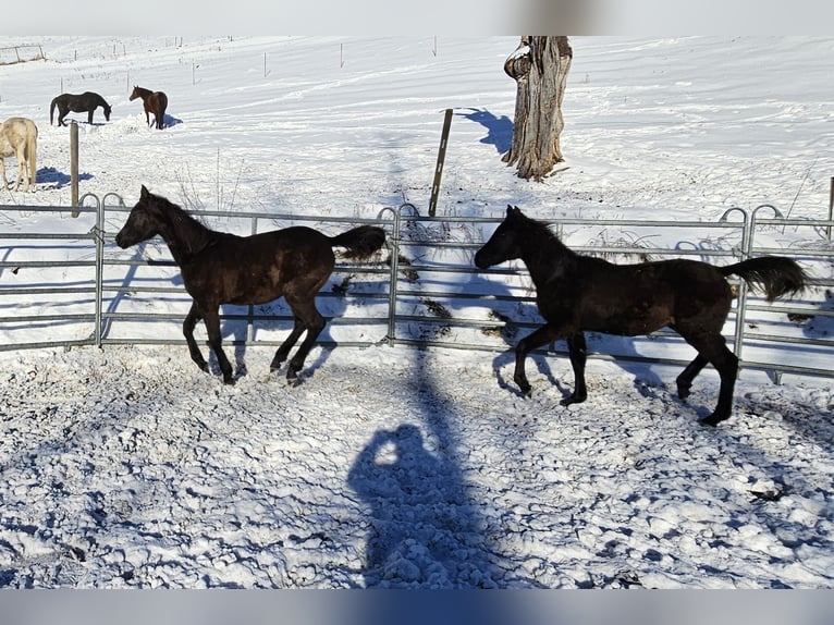 Pur-sang arabe Étalon 1 Année Noir in Todtnau