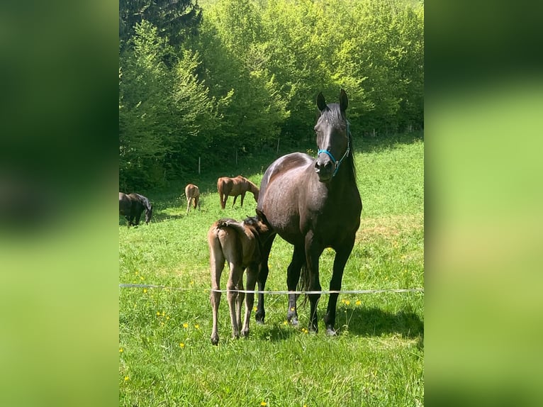 Pur-sang arabe Étalon 1 Année Noir in Todtnau