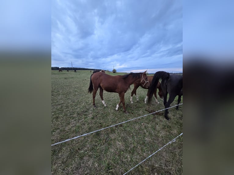 Pur-sang arabe Étalon 2 Ans 140 cm Bai in Zwickau