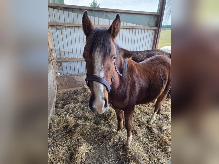 Pur-sang arabe Étalon 2 Ans 140 cm Bai in Zwickau