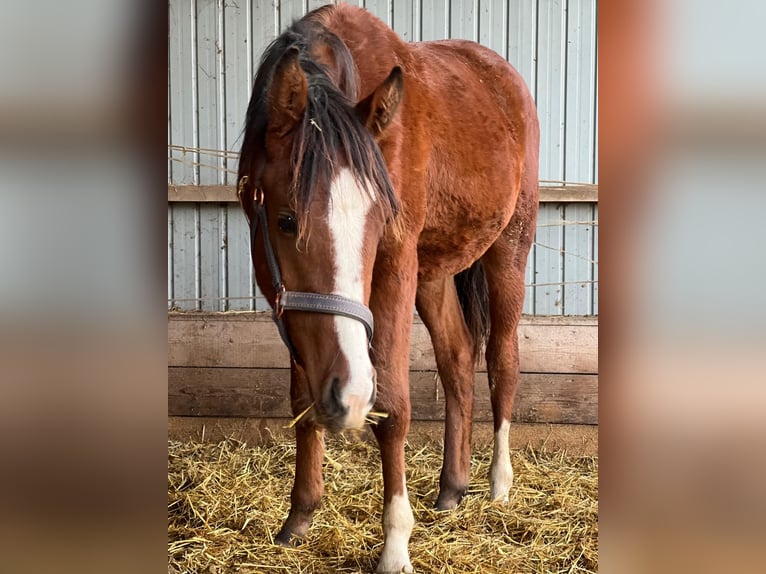 Pur-sang arabe Étalon 2 Ans 140 cm Bai in Zwickau