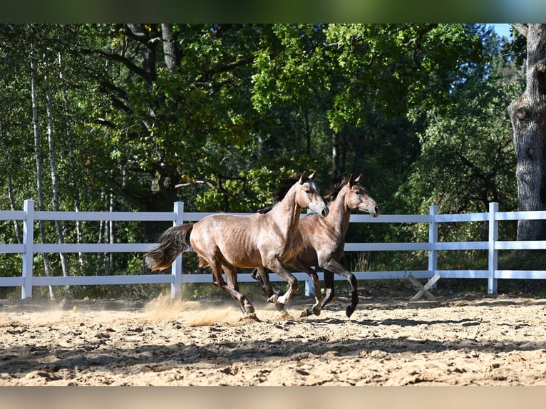 Pur-sang arabe Étalon 2 Ans 144 cm Gris in Jovariškės