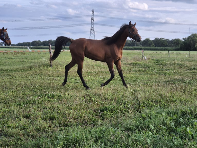 Pur-sang arabe Étalon 2 Ans 150 cm Bai clair in Nieuwlande