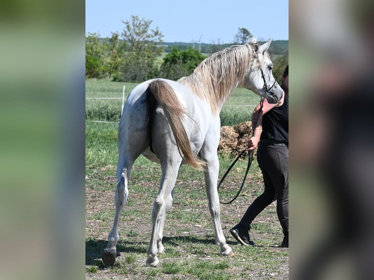 Pur-sang arabe Étalon 2 Ans 150 cm Gris in Várpalota