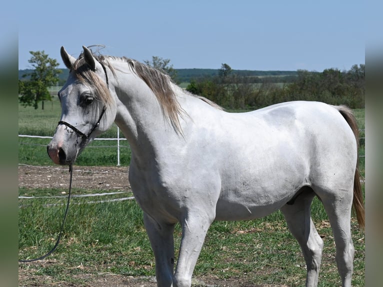 Pur-sang arabe Étalon 2 Ans 150 cm Gris in Várpalota