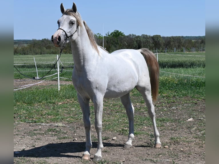 Pur-sang arabe Étalon 2 Ans 150 cm Gris in Várpalota
