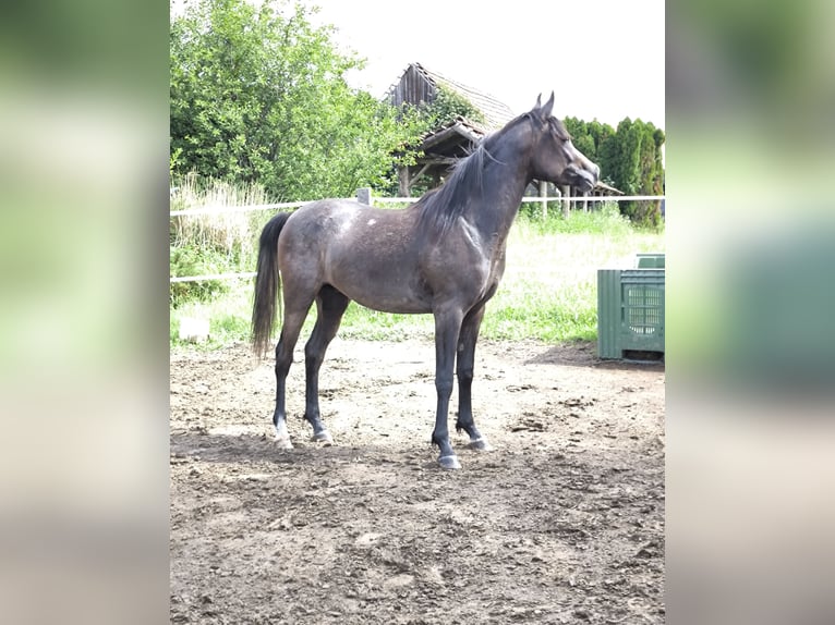 Pur-sang arabe Étalon 2 Ans 150 cm Gris in Cerina