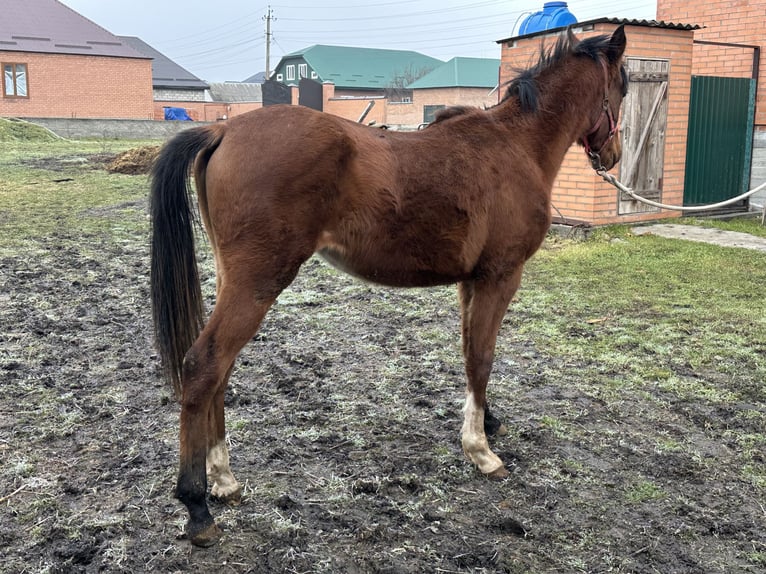 Pur-sang arabe Étalon 2 Ans 152 cm Alezan brûlé in Нестеровская