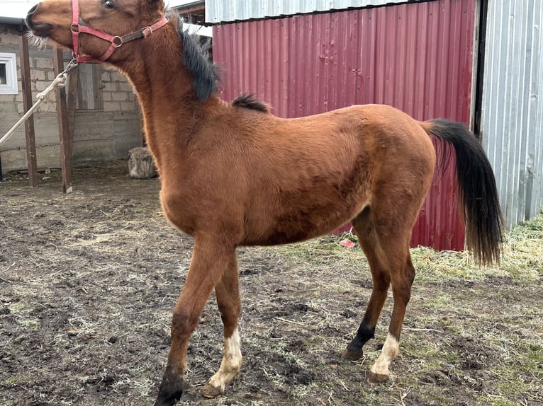 Pur-sang arabe Étalon 2 Ans 152 cm Alezan brûlé in Нестеровская