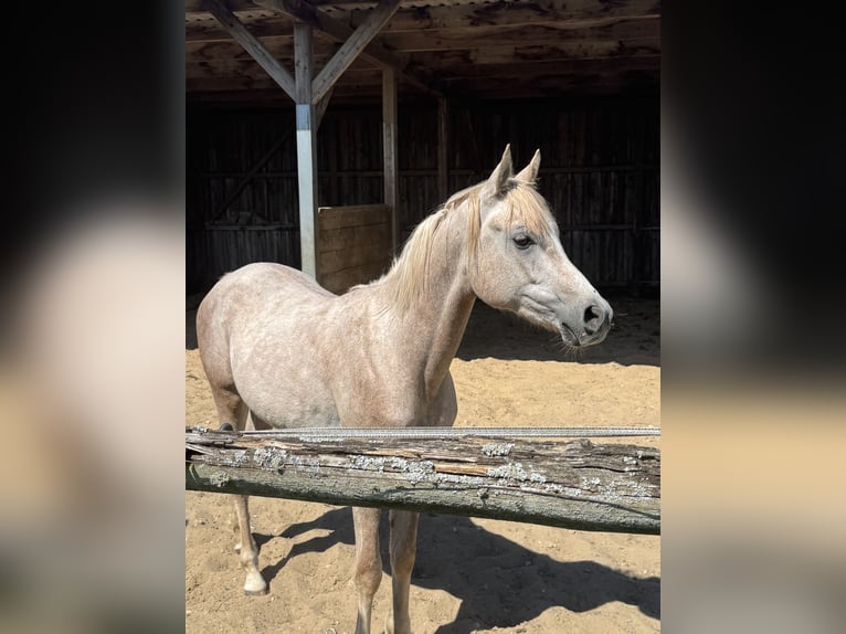 Pur-sang arabe Étalon 2 Ans 152 cm in BleckedeBleckede