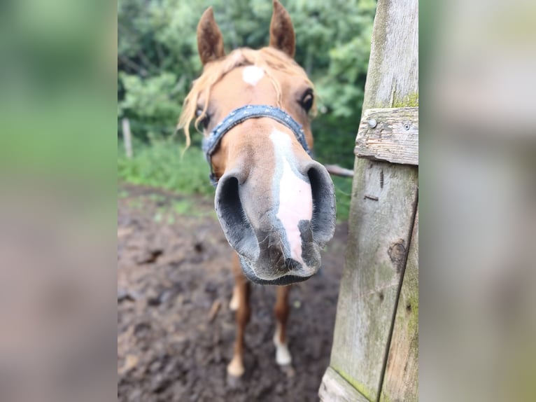Pur-sang arabe Étalon 2 Ans 153 cm Alezan in LUBISZYN