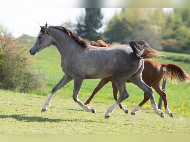 Pur-sang arabe Étalon 2 Ans 154 cm Gris in Gemünden (Felda)