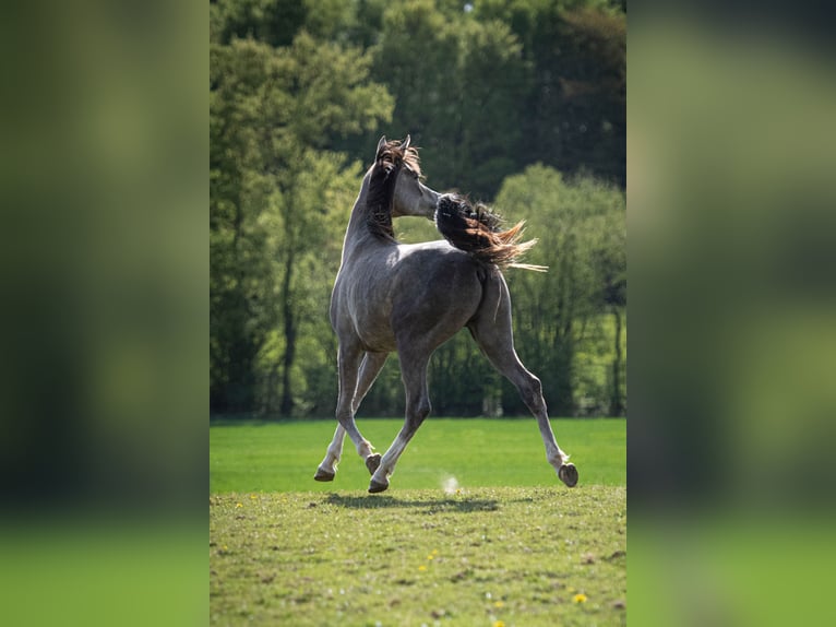 Pur-sang arabe Étalon 2 Ans 154 cm Gris in Gemünden (Felda)