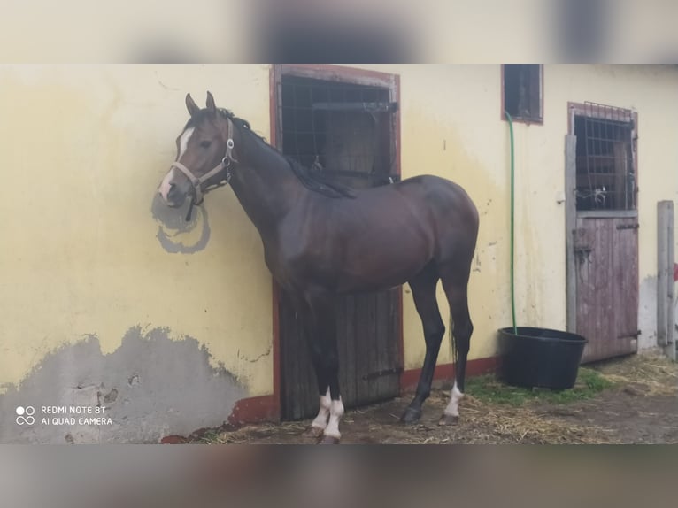 Pur-sang arabe Étalon 2 Ans 155 cm Bai brun foncé in Rad&#x142;&#xF3;w