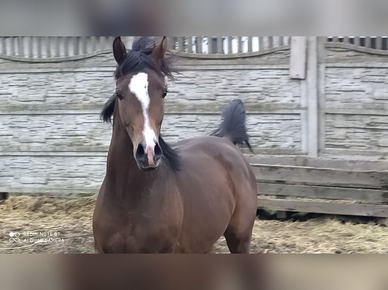 Pur-sang arabe Étalon 2 Ans 155 cm Bai brun foncé in Rad&#x142;&#xF3;w