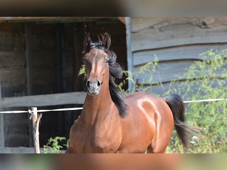 Pur-sang arabe Étalon 2 Ans 155 cm Bai in Koprivnica