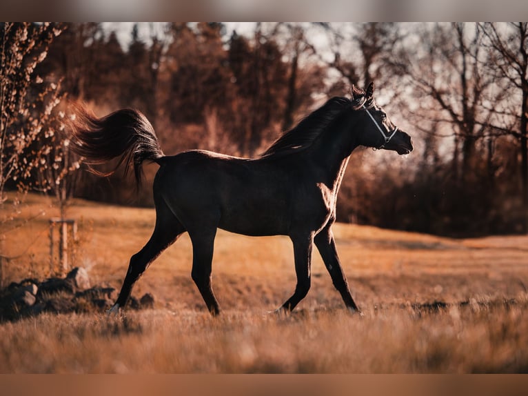 Pur-sang arabe Étalon 2 Ans 155 cm Noir in Hagendorn