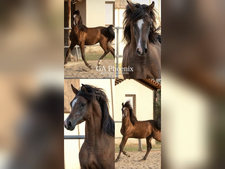 Pur-sang arabe Étalon 2 Ans 156 cm Bai cerise in Avdira , Xanthi