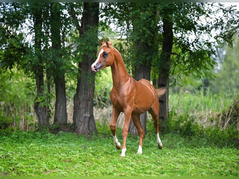 Pur-sang arabe Étalon 2 Ans Alezan in Wroclaw